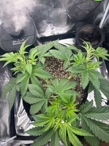 Blackberry Kush — vegetative, day 27