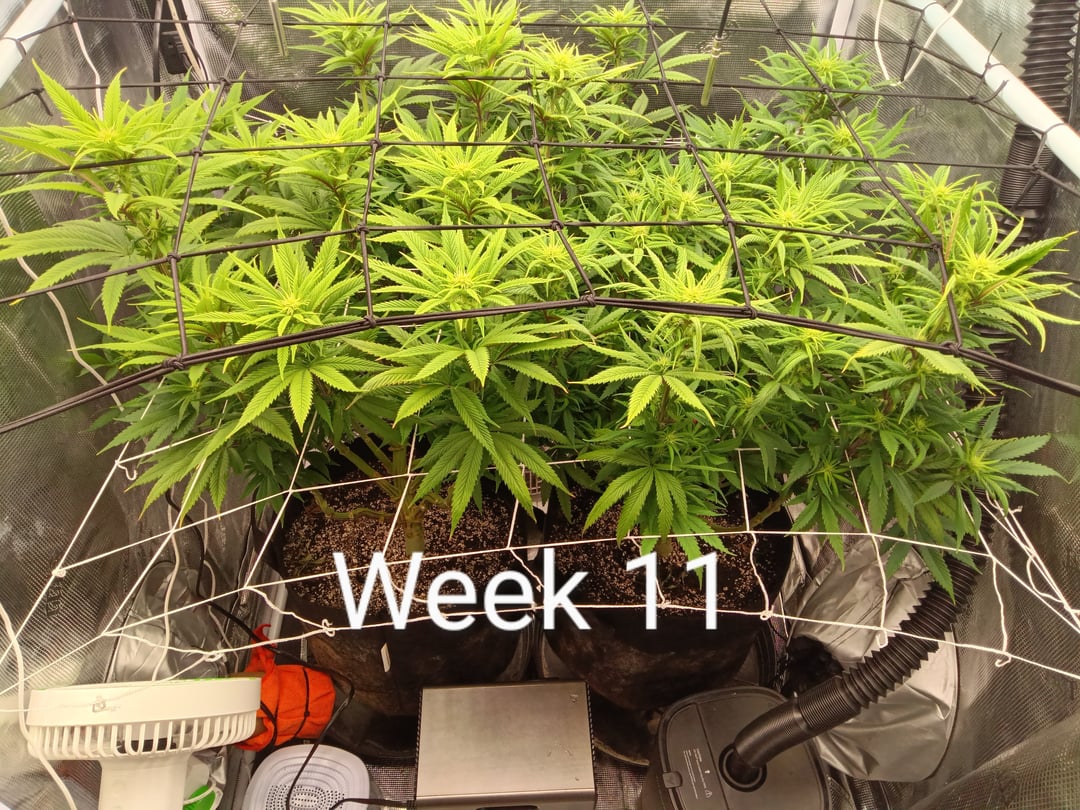 Starfighter/Ohio Guptilla Hybrid