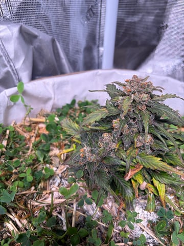 510 First Run! — flower, day 88