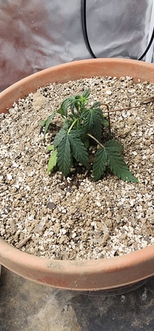 El Chemi Kiwi autoflower  — vegetative, day 17