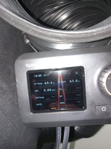 critical purple kush x peyote wifi  in the auto pot system tray 2 grow with added microhazian to the coco coir  — vegetative, day 30