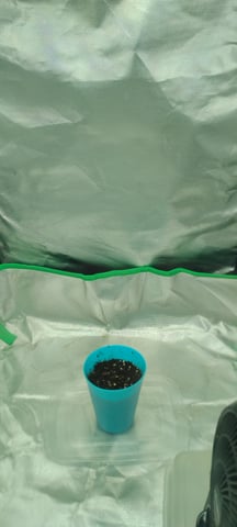 Purple Dragon  — grow_setup, day 2