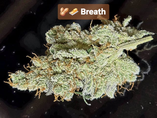 Hydroponic Photos — harvest, day 89