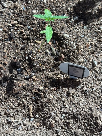 3 seeds  — vegetative, day 19