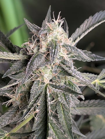 Early Girl — flower, day 70
