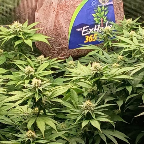 TentPlantLightFan — flower, day 97