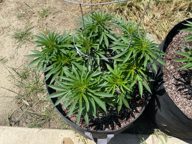 Solfire Gardens Grow