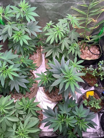 Papaya Frosting  — vegetative, day 53