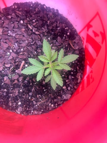 Reign Water — grow_setup, day 2