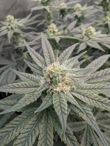 Bloody Mango — flower, day 89
