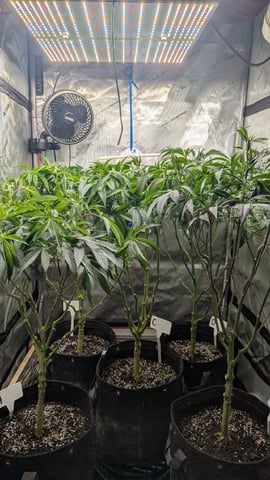 1st Photo Run — vegetative, day 22