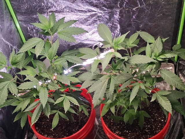 S&D  First Grow — vegetative, day 19