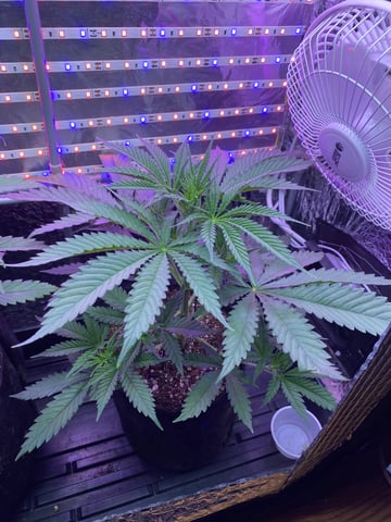 widows’ mimosa f1 — flower, day 40