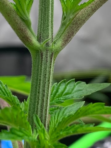 Six  — vegetative, day 32