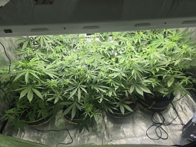 3rd Auto Grow — flower, day 56