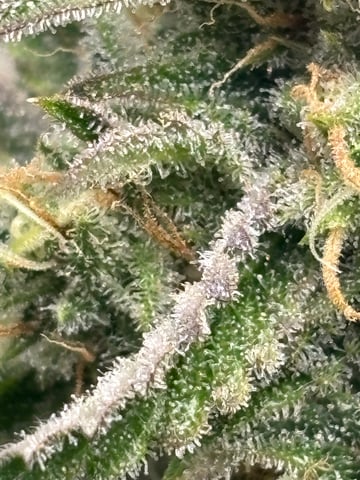 frosted zinn x cookie dog auto — flower, day 8