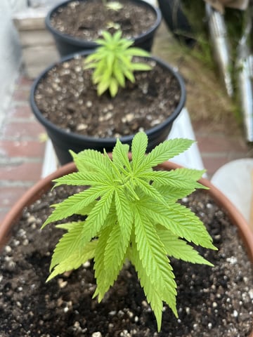 3masketeers — vegetative, day 5