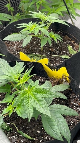 420 Fast Buds Mixed Pack — vegetative, day 22