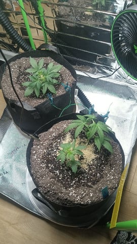 Gelato & Amnesia  — vegetative, day 25