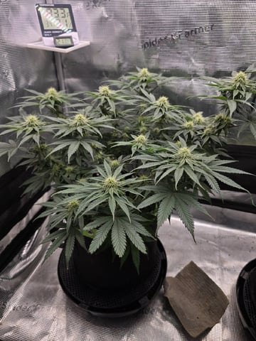  1 Blue Zushi x Venom & 1 Jack Here x Strawberry Cookies OG — flower, day 66