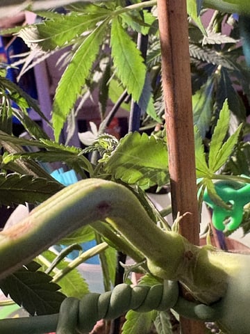 Fuel D OG  — vegetative, day 15