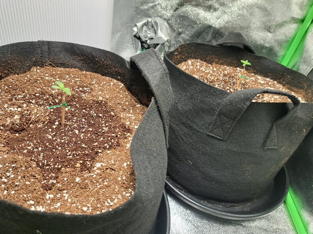 Pineapple Chunk/Runtz