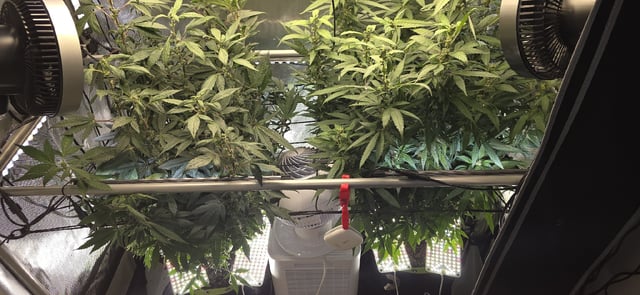 Girl Scout Cookies  — flower, day 138