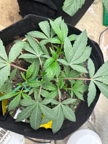 trying some bag seeds — vegetative, day 4
