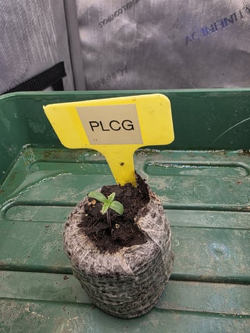 Granny Candy and PLCG — germination, day 7