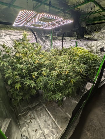 Acapulco Gold  — flower, day 86