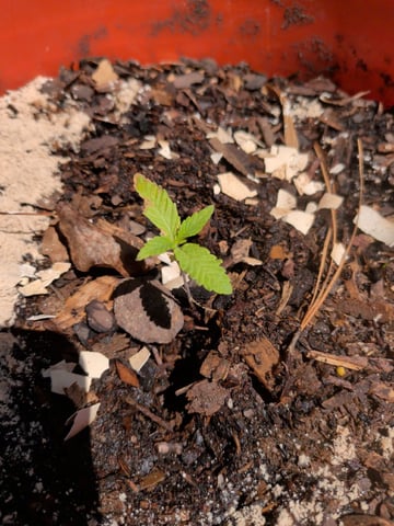 2026 — seedling_rooting, day 26