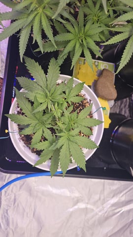 Amnesia Haze Run — vegetative, day 25