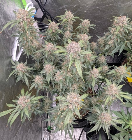 Mixed Grow — flower, day 80