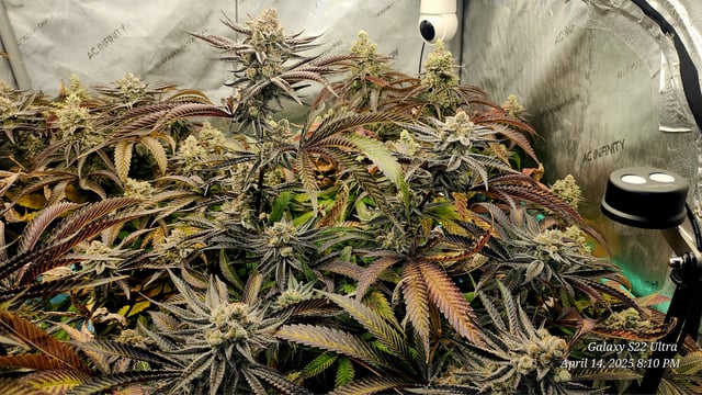 Blasted Genetics  — flower, day 50