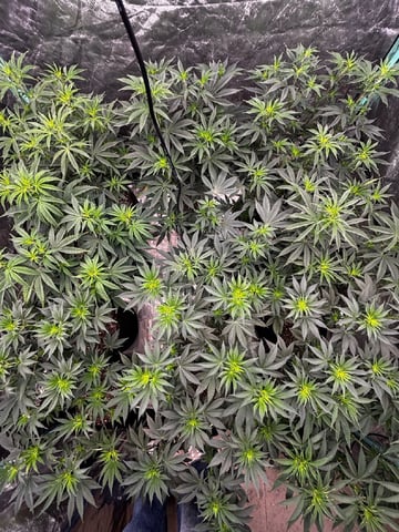 PKB remix/PotG — vegetative, day 70