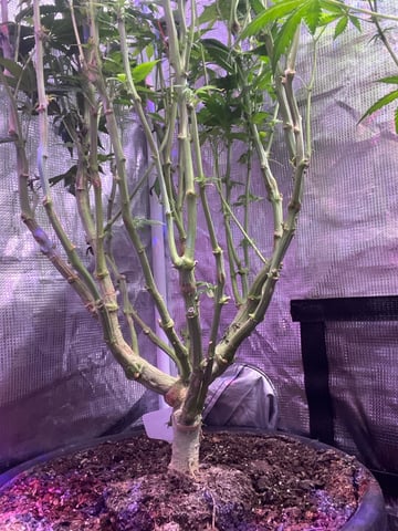 white 🕷️  — flower, day 114