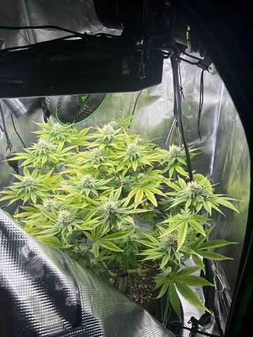 Blackberry Kush — vegetative, day 69
