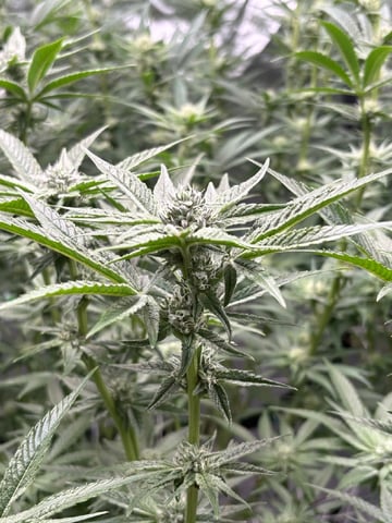 Mother Plants — seedling_rooting, day 29