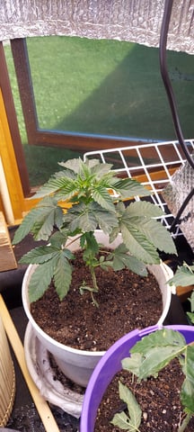 Reboot trial — vegetative, day 66