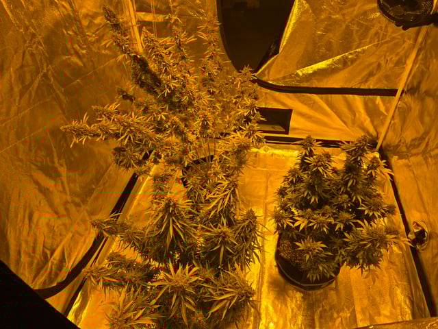 2nd Autoflower Indoor Grow — flower, day 116