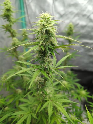 Autos — flower, day 48