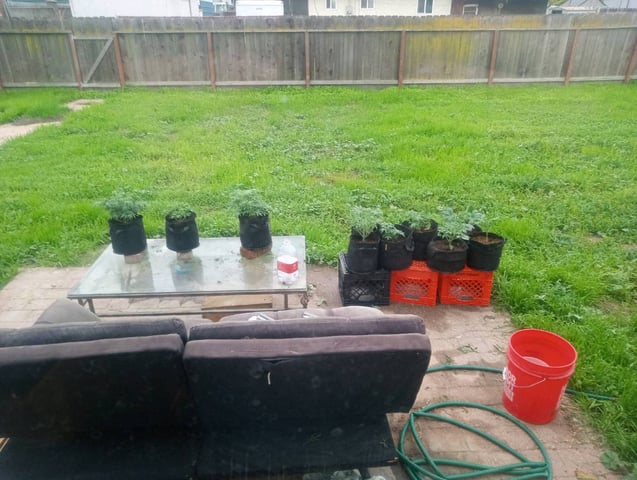  auto mixed pack indoor attempt #1 — vegetative, day 44