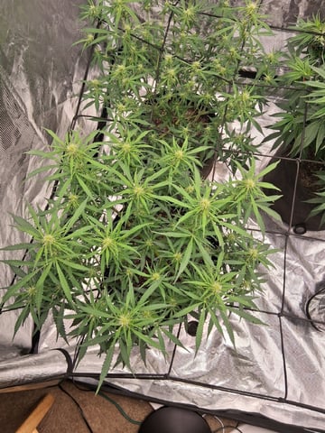 Seedman mix auto & seedman mix auto & GodFather OG — auto, day 67