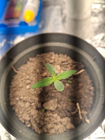 1st Grow - ROYAL MOBY (indoor)(photop.) — germination, day 1