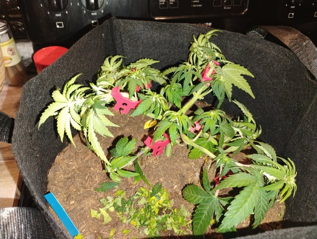 White Widow  — grow_setup, day 1