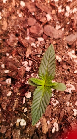 White Widow XXL Autoflower  — grow_setup, day 1
