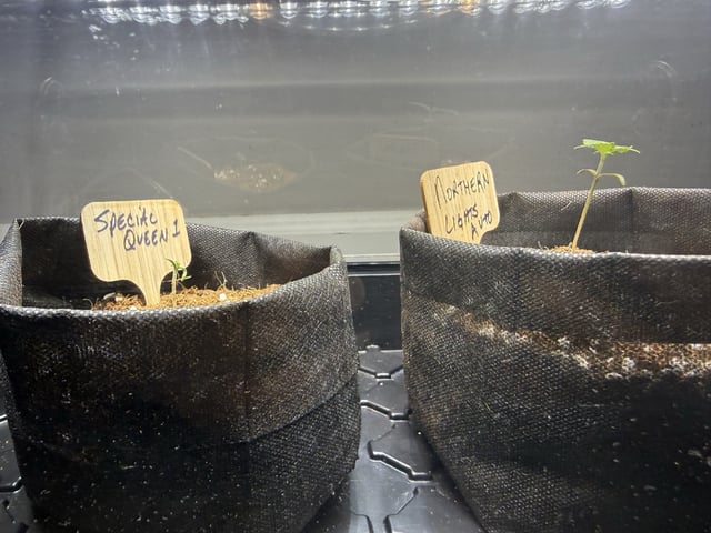  4 X 2  — seedling_rooting, day 10
