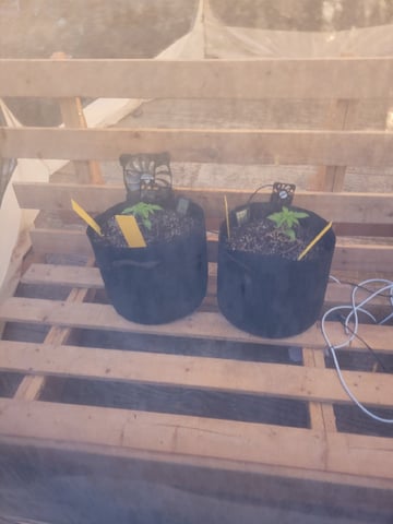 Clones And Hermie Seeds