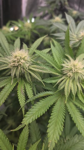 ethos genetics  — flower, day 92