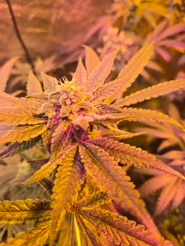 fruitstripe-x-breathworks VS Tropical cherry vs kush cake. vs og haze — flower, day 113